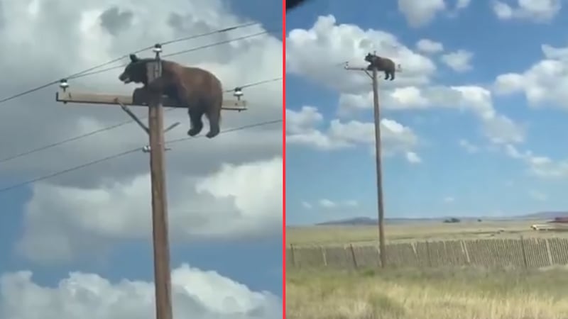 VIDEO: oso queda atrapado en la punta de un poste de luz en Nuevo México