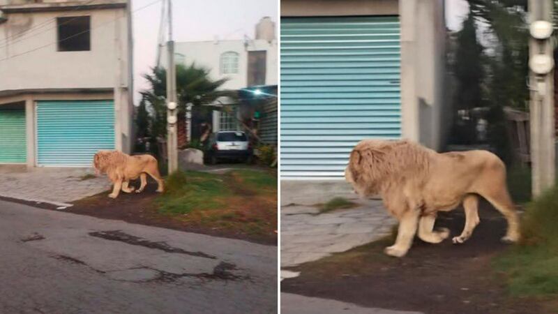 Captan a león ‘de paseo’ en las calles de Ocoyoacac, Edomex