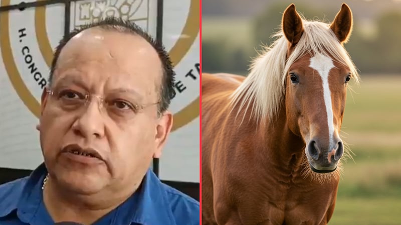 Se disculpa diputado del PT tras comparar mujeres con caballos y ofrece “deconstruirse”
