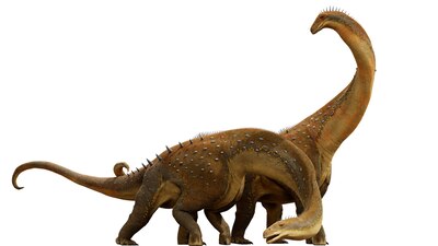 En China se descubrió una nueva especie