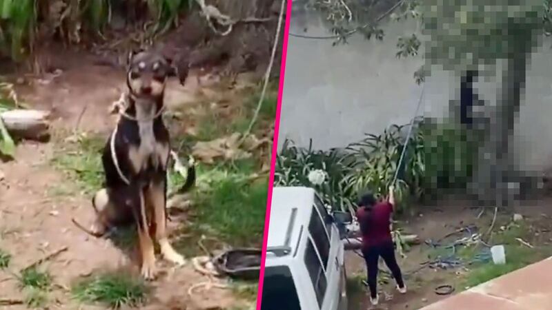 Rescatan a perrito que una mujer colgó de un árbol para ahorcarlo