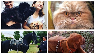 Algunos de los candidatos presidenciales se han tomado el tiempo para presumir en redes sociales a sus mascotas