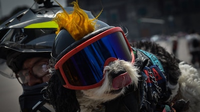 Marcas como Dog Chow, Pedigree y Whiskas superan en en 109.3% a Gerber y Nido