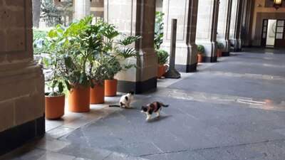 La historia de estos felinos se remonta a diciembre de 2018