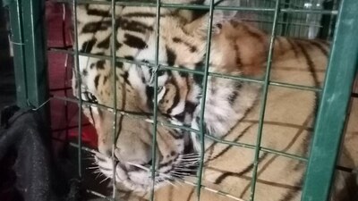 Este tipo de animales no son domésticos, y se requiere de un permiso especial para tenerlos