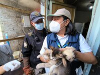 Rescatan a más de 60 ‘michis’ que eran maltratados en una casa de la alcaldía Álvaro Obregón