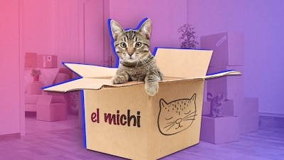 Los gatos necesitan necesidades muy específicas, checa estos tips para que tu hogar se adapte a ellos