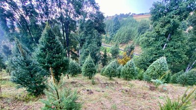 La escasez de lluvias pone en problemas la producción de árboles