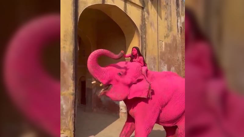 Muere elefante que fue pintado de rosa para una sesión fotográfica; investigan maltrato animal