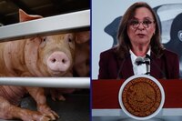 De puerquitos en fuga e infartos providenciales