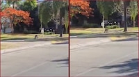 VIDEO: captan a un cachorro de tigre deambulando por calles de Zapopan, Jalisco
