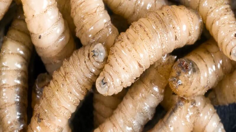 Confirman primer caso humano de miasis por gusano barrenador en Tabasco