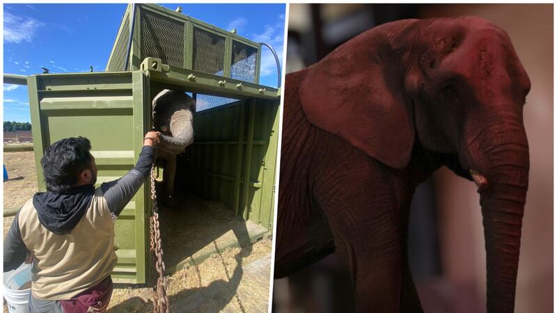 ¡Chicas pesadas! Elefanta Annie llega a San Juan de Aragón con Ely y Gypsy