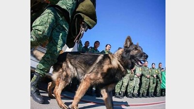 Este domingo falleció en Turquía Proteo, un perro rescatista del Ejército