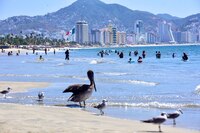 “Temperatura del mar en Guerrero es similar a la que tenía cuando se formó ‘Otis’”