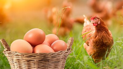 El pollo y huevo en México pasan los procedimientos de seguridad