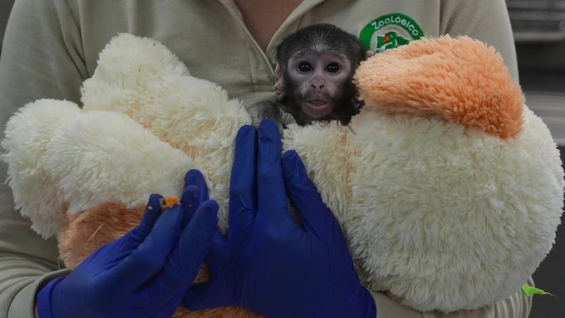 Yuji, el mono mexicano que encuentra refugio en su perro de peluche tras ser rechazado por su madre