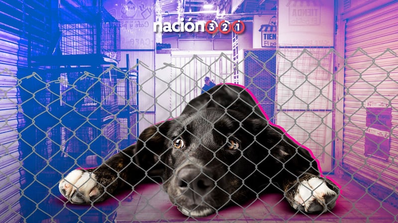 “¿Qué buscas?”: la venta de animales que no desapareció del Mercado de Sonora