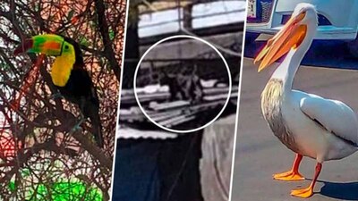 El más reciente avistamiento fue el de un cachorro de pantera