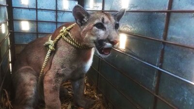 El felino fue asegurado y valorado por médicos veterinarios