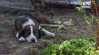 En el país se recibieron 19 casos sospechosos de la enfermedad en animales; solo tres perros dieron positivo