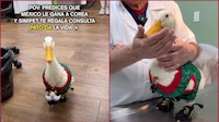 VIDEO: Simi Pet Care regala consultas de por vida al pato ‘Merlín’ tras predecir triunfo de México