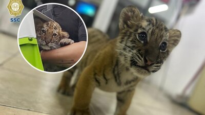 El animalito fue hallado en una zona investigada por de tráfico de animales en peligro de extinción