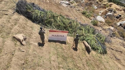 Marinos han quemado diferentes plantíos de mariguana en la sierra de BC