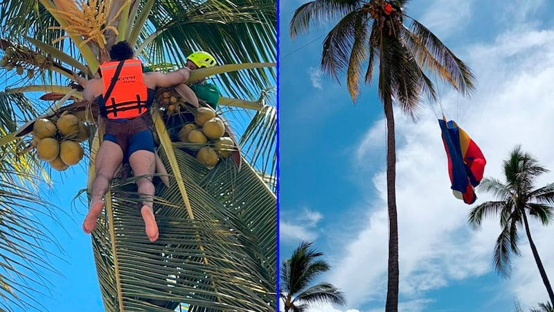 VIDEO: Turista comparte los momentos antes de quedarse atorado en una palmera en Nayarit