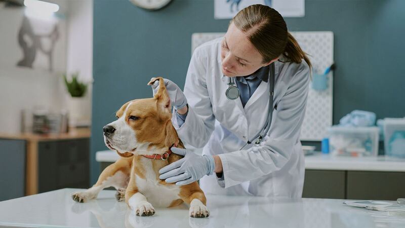 Diputada propone deducir gastos veterinarios en la declaración anual del SAT