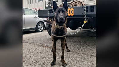 Los bomberos también denunciaron que 'Mushu' "infortunadamente fue una víctima más del odio y la insensibilidad