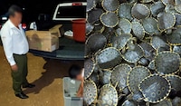 Rescatan a 3 mil tortuguitas hicotea en Chiapas
