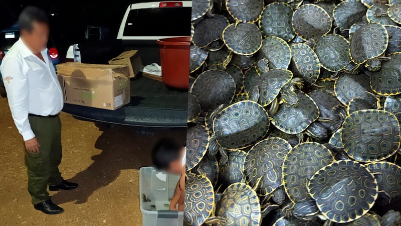 Rescatan a 3 mil tortuguitas hicotea en Chiapas