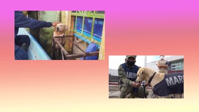 Personal de la Marina rescató a un perrito en medio de las inundaciones de Tabasco