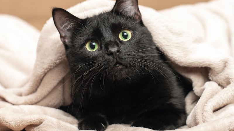 Alertan por uso de animales de pelaje negro en rituales y sacrificios