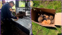 Policías rescatan a 8 cachorros abandonados dentro de una caja en Tlalpan