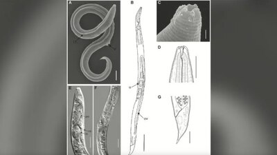 Los científicos comentaron que el proceso de evolución aún está conservado