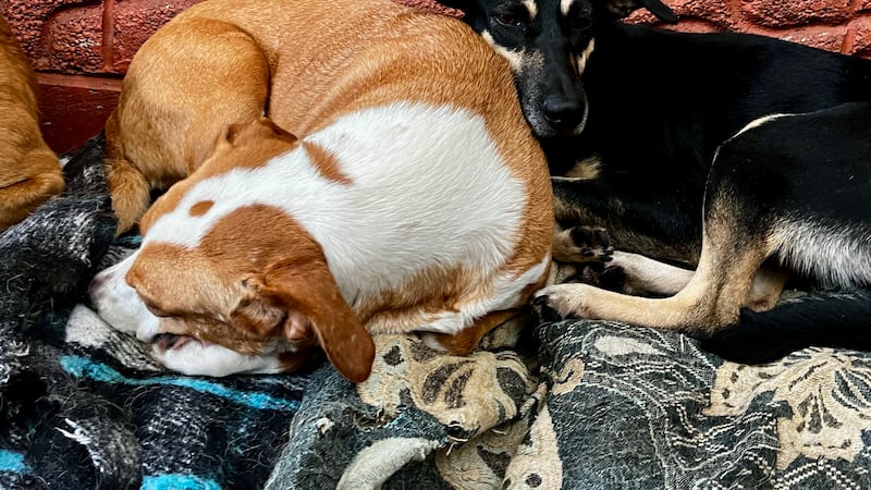 Reportan la muerte de 21 mascotas en un fraccionamiento en Tampico