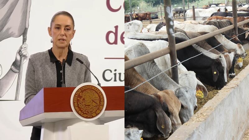 Confirma Sheinbaum que EU invertirá 21 mdd en México para erradicar al gusano barrenador