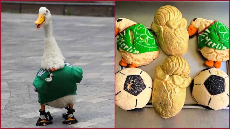 Furor por el pato ‘Merlín’ continúa: panadero de la CDMX lanza las ‘Merlínconchas’