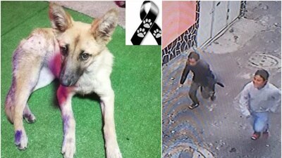 Vecinos aseguran tener identificados a los presuntos agresores