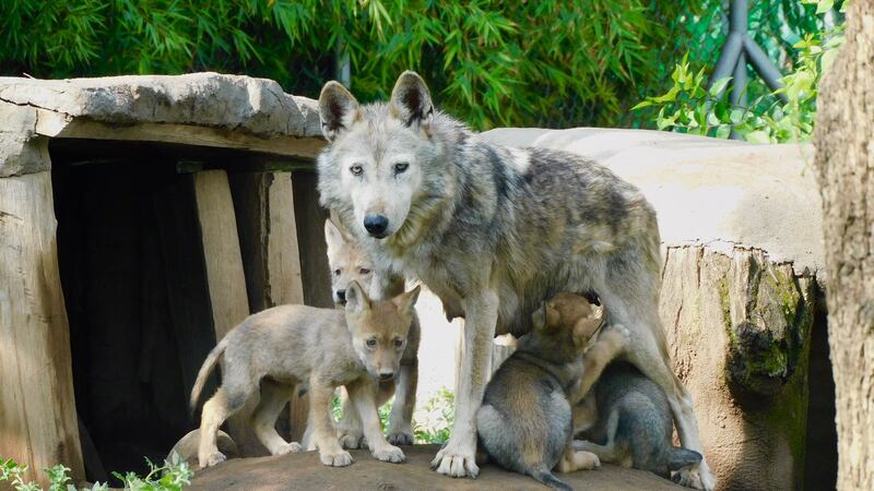 Nacen 4 lobos mexicanos en el zoológico de San Juan de Aragón
