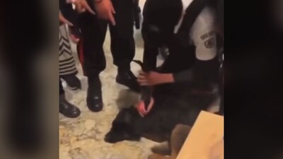 El perrito fue inmovilizado