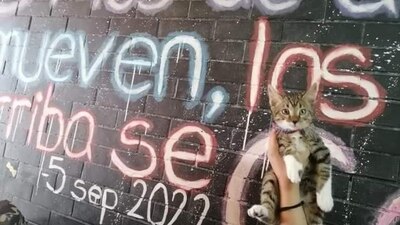 El gatito era la mascota de un colectivo en el CCH-Vallejo
