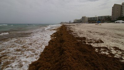 La llegada de sargazo a playas del Caribe se ha registrado por encima del promedio