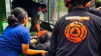 Oso se refugia en drenaje de Monterrey tras ser arrollado por una camioneta; tiene varias lesiones