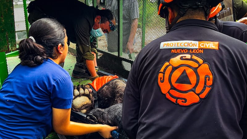 Oso se refugia en drenaje de Monterrey tras ser arrollado por una camioneta; tiene varias lesiones