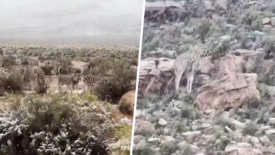La imágenes quedaron captadas en video y se hicieron virales en internet