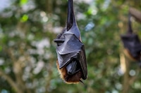 Alerta en Veracruz: muere hombre por rabia humana a causa de un murciélago
