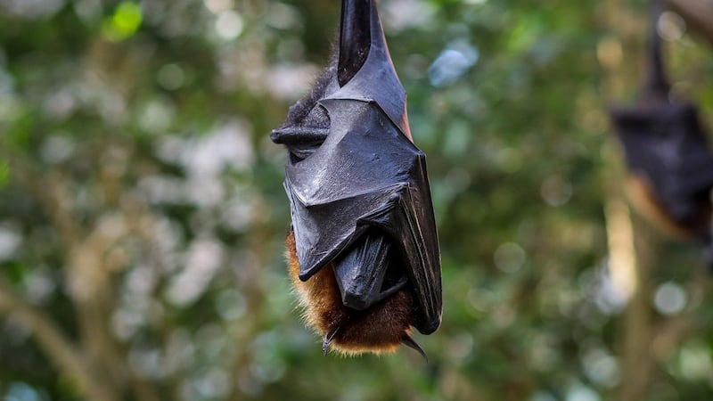 Alerta en Veracruz: muere hombre por rabia humana a causa de un murciélago